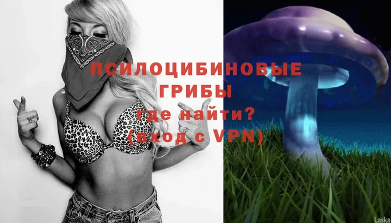 купить  сайты  Микунь  Псилоцибиновые грибы Psilocybe 